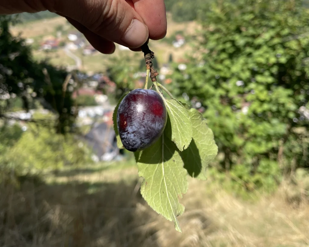Eine einzelne Zwetschge asl Symbolbild für die kleinen handverlesenen Serien